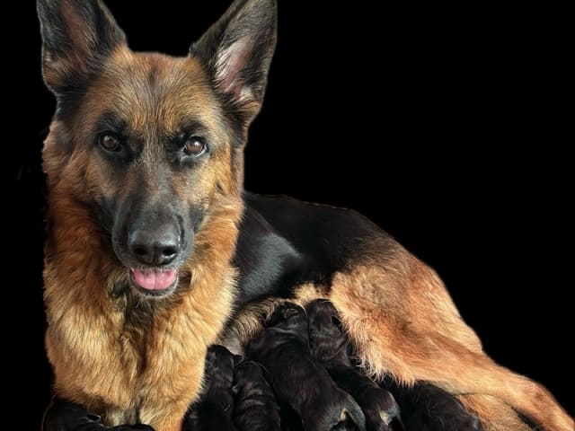 German Shepherd Dog · Rønne · Skjoldungens