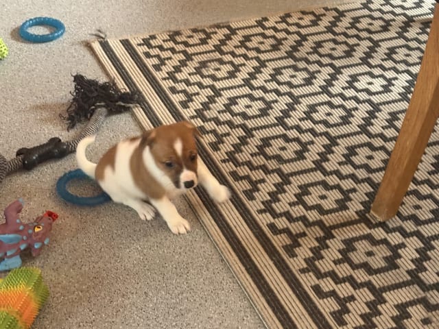 Danish Swedish Farmdog