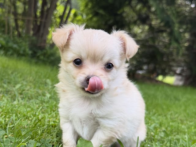 Chihuahua · Bergsjö · Valp