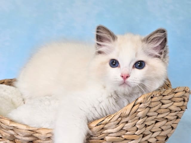 Ragdoll · Asmundtorp · SE*Cats of Kruger