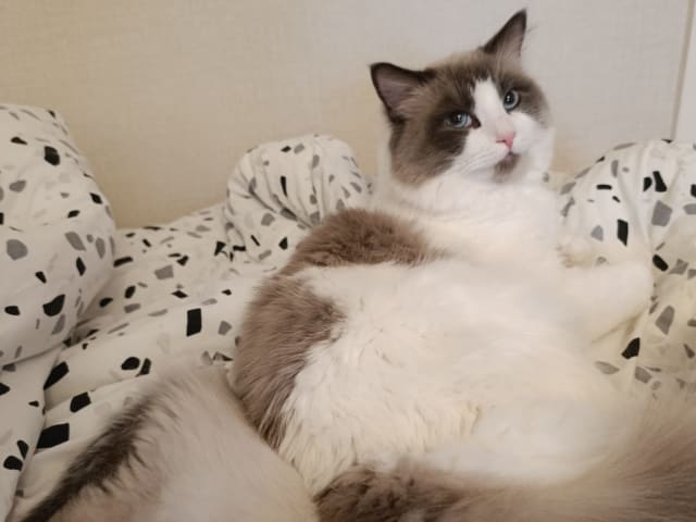 Ragdoll