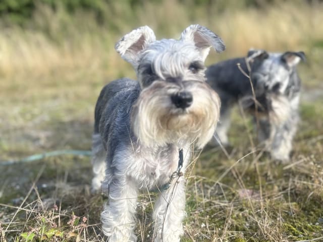 Miniature Schnauzer · Partille · Encalnas' Kennel
