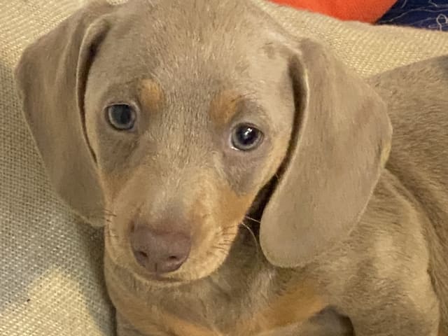 Dachshund
