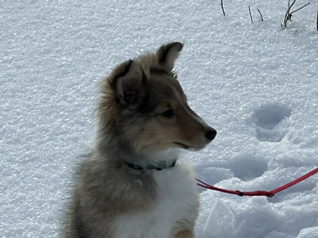 Shetland sheepdog