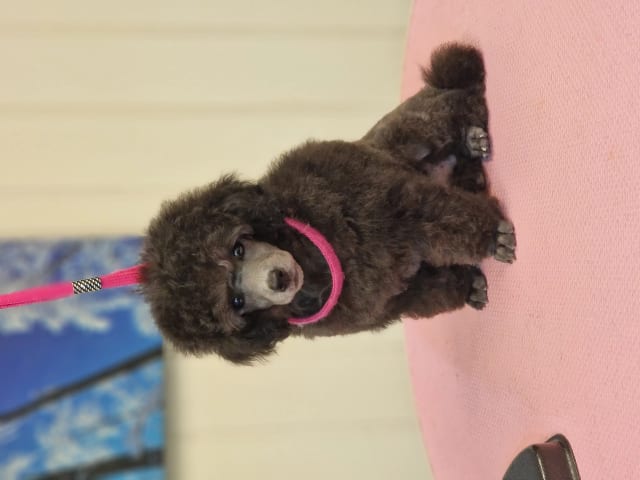 Toy Poodle · Inderøy · Vibeke Roel