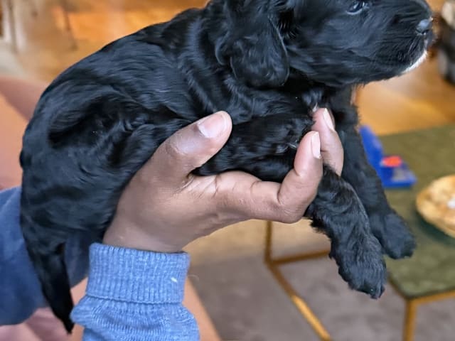 Cavapoo