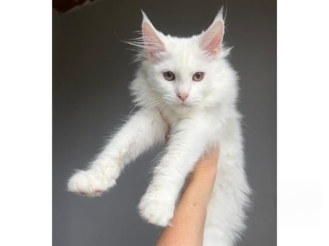 Maine Coon · Landsbro · SE*Snötösen's
