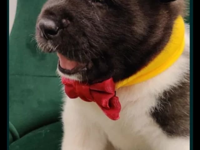 American Akita