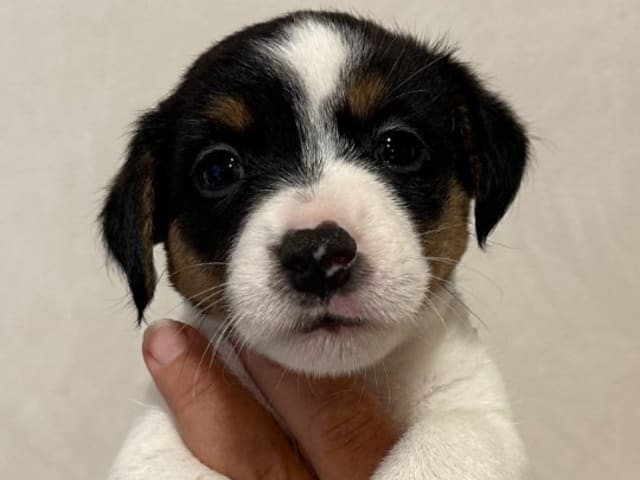 Jack Russell terrier · Knivsta · Limelight Kennels