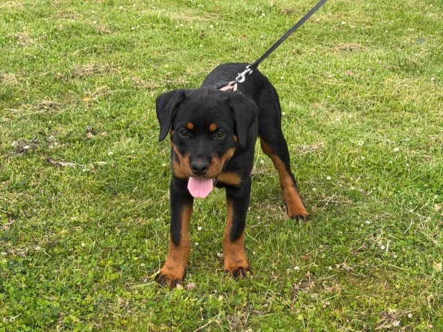 Rottweiler · Lödöse · Kennel Lexander's