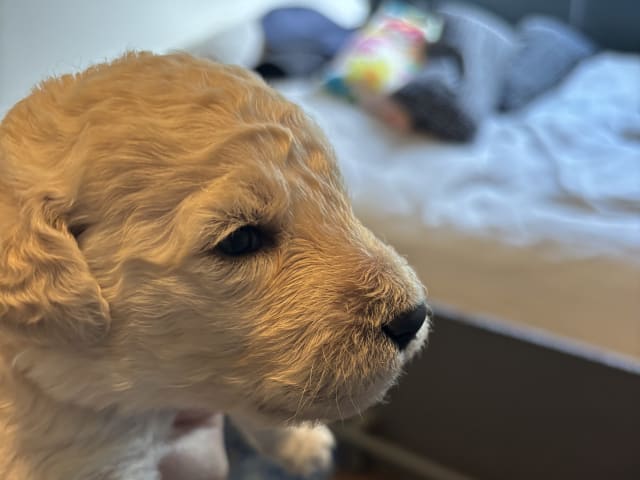 Goldendoodle