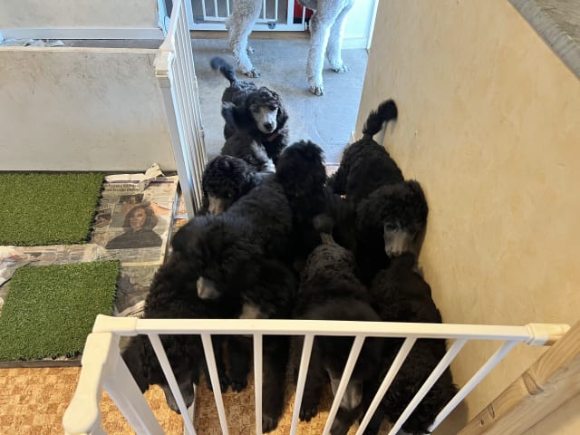 Standard Poodle