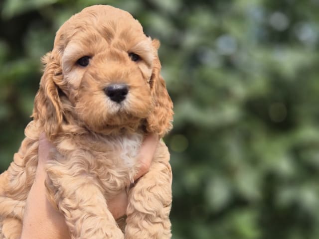 Cockerpoo