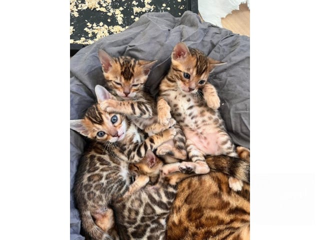 Bengal · Ekerö · SE*ExoticJungleCats