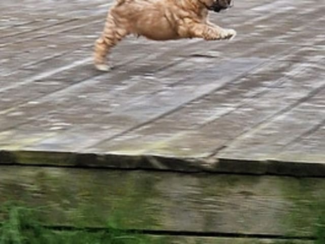 Tibetansk terrier