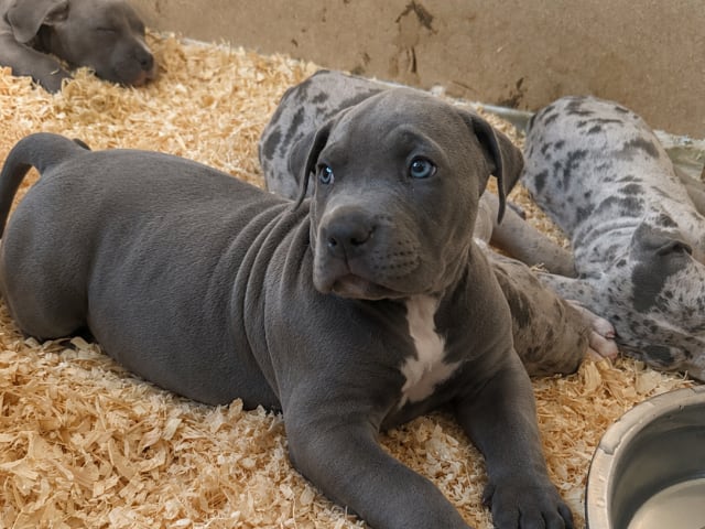 American bully