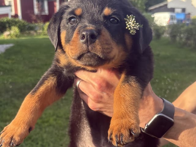 Rottweiler
