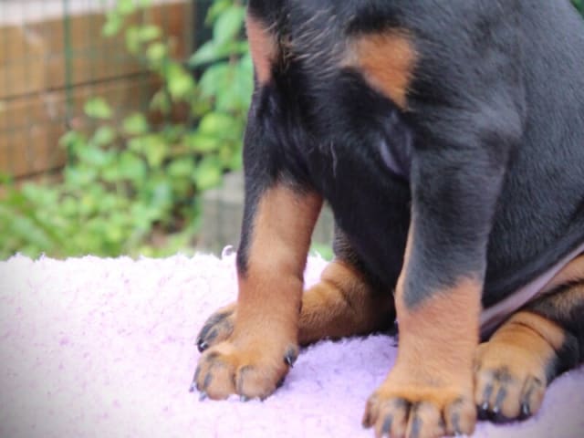 Dobermann · Skippinge · Iztaris