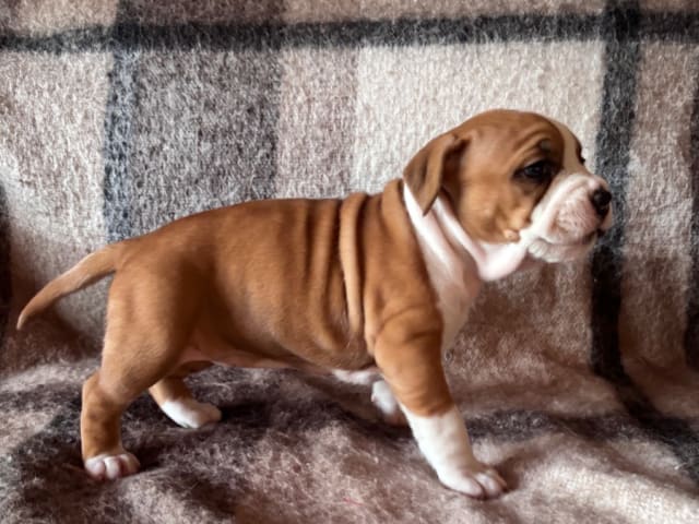 American Staffordshire Terrier · Köping · Hannah Östensson Lindqvist