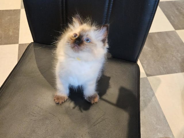 Ragdoll · Sollentuna · Viktoria Juzovitskaja