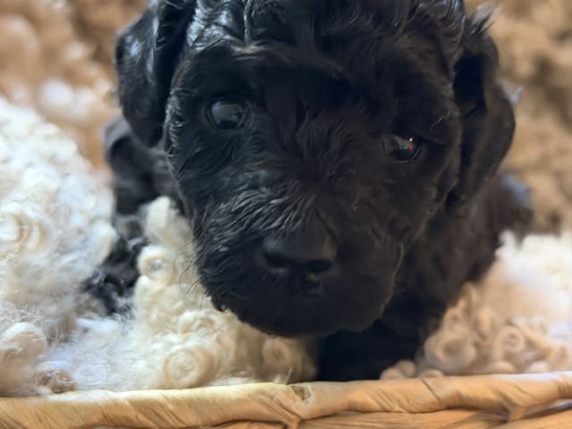 Miniature Poodle