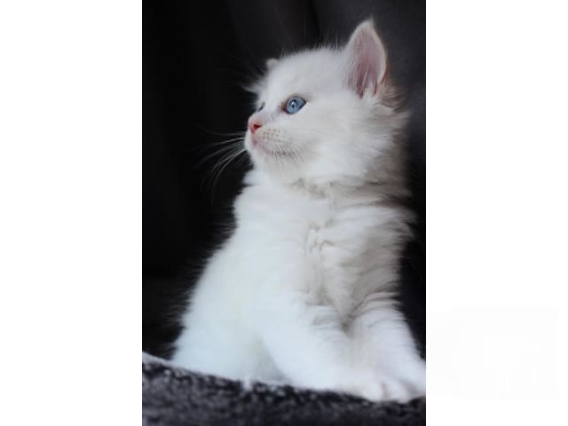 Ragdoll