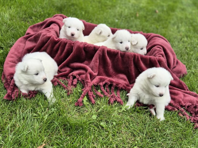 Samojedhund · Billesholm · Jessica O.