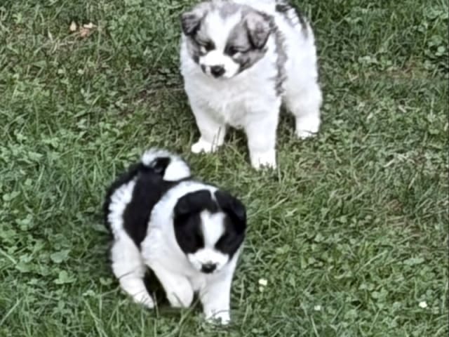 German Spitz – Mittelspitz · Tommerup · Asti-Una's