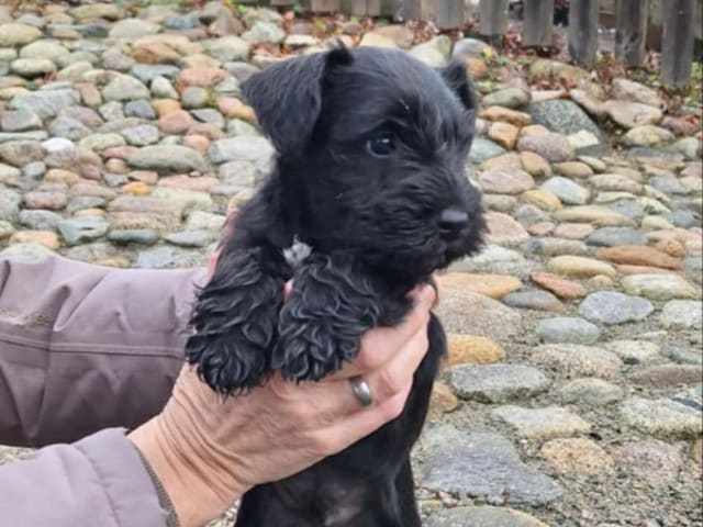 Dvärgschnauzer