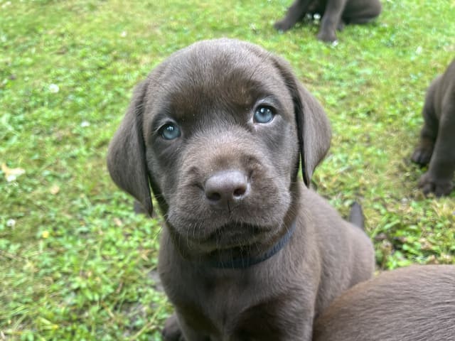 Labrador Retriever