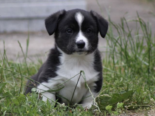 Welsh Corgi Cardigan