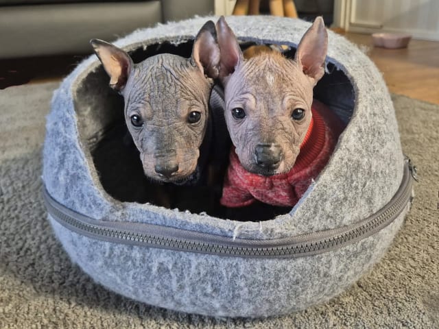 Xoloitzcuintle