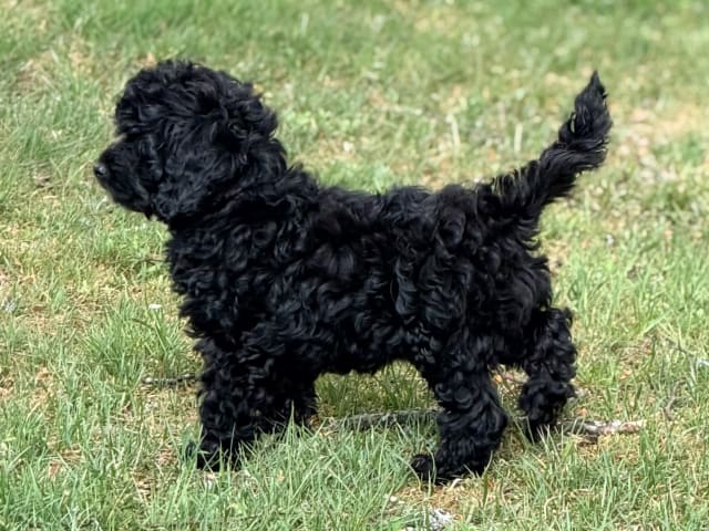 Cockerpoo