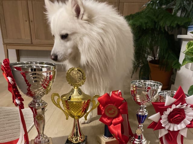 Danish Spitz