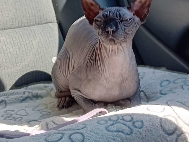 Sphynx · Grums · Eric H.