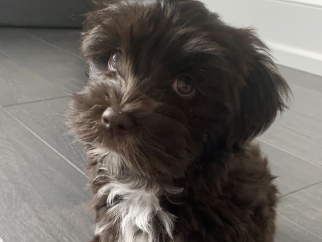 Havanese