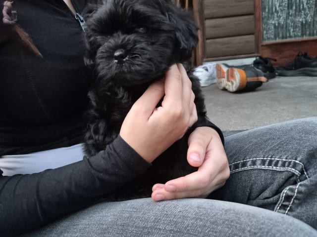 Shih poo · Sköldinge · Shihpoo
