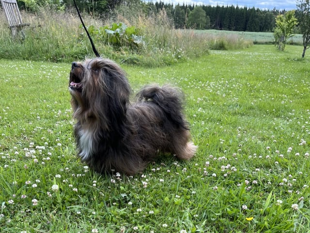 Havanese · Sävsjö · Kronan på verket