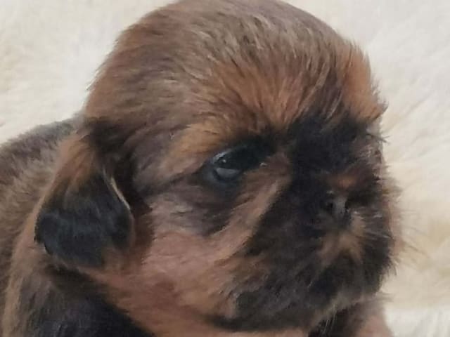 Shih tzu · Stillingsön · Shou-Lao's