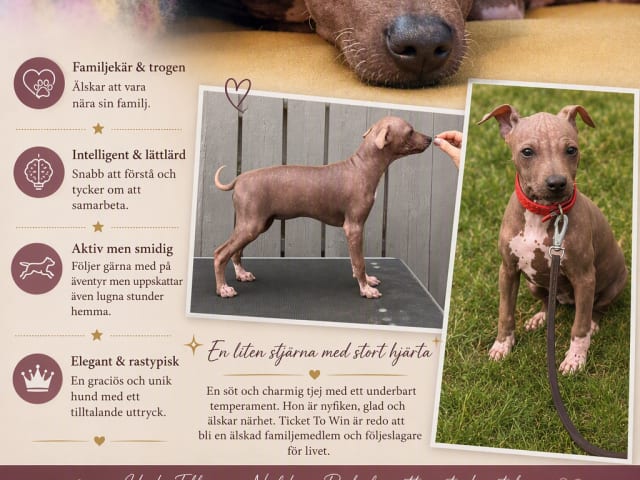 American Hairless Terrier