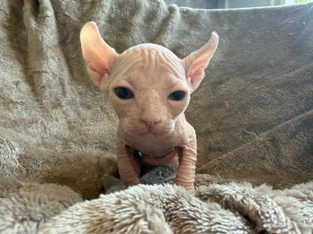 Sphynx