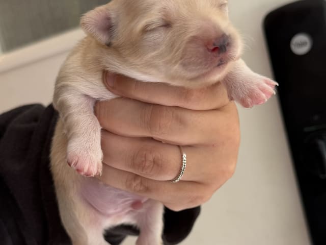 Chihuahua