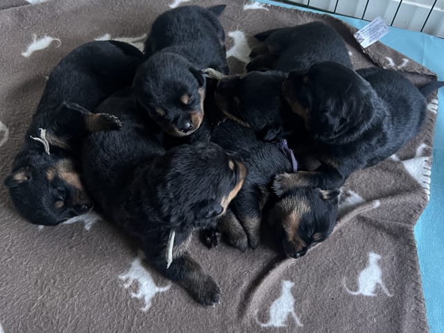 Rottweiler/American Bully XL · Gärsnäs · Slettet bruker
