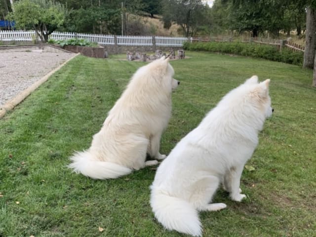 Samoyed
