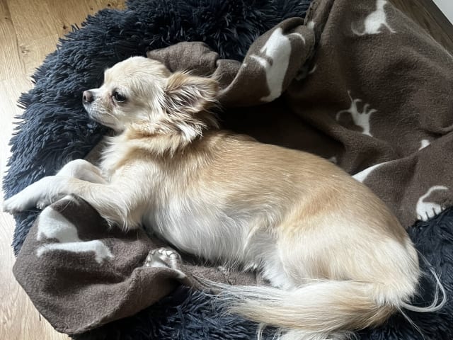 Chihuahua