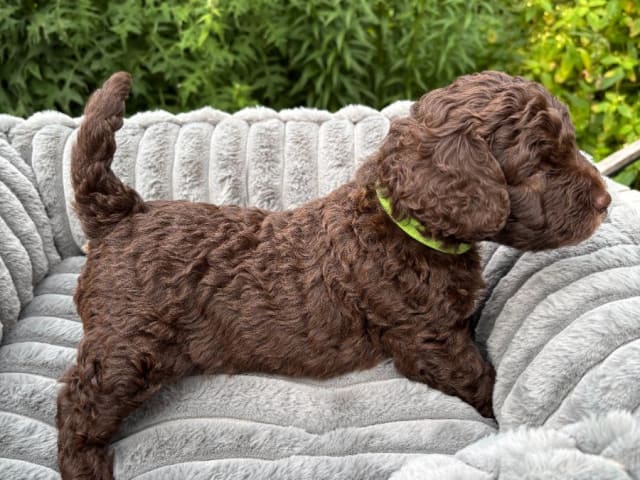 Perro de Agua Espanol · Billdal · Hedebackens