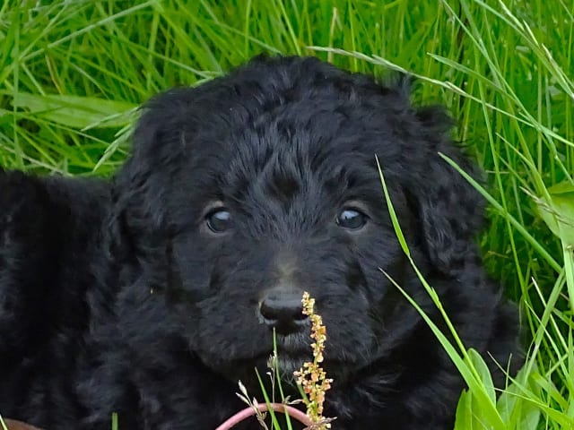 Bernerdoodle · Överkalix · Snabelsnutens Hus