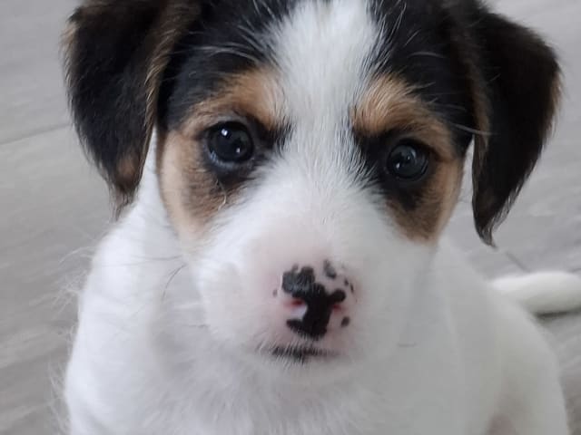 Jack russell terrier · Bjarkøy · Marita M.