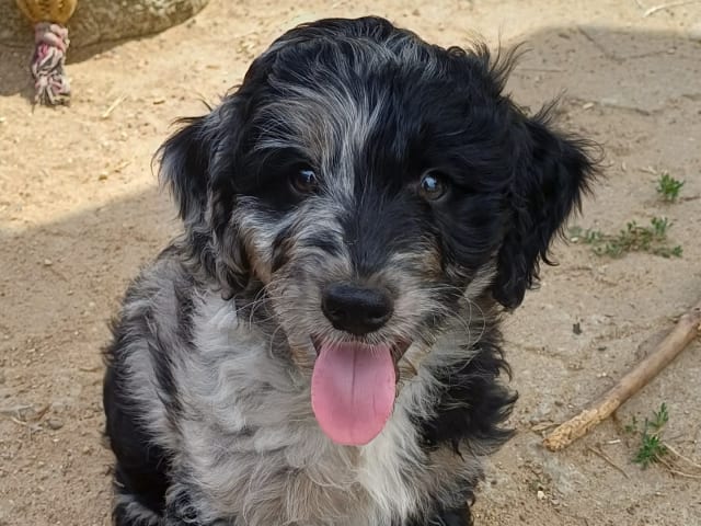 Aussiedoodle · Fredericia · Overgaards hvalpe