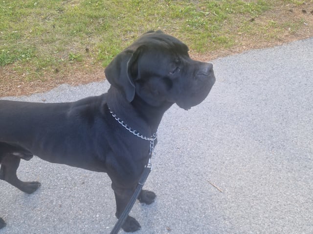 Cane Corso